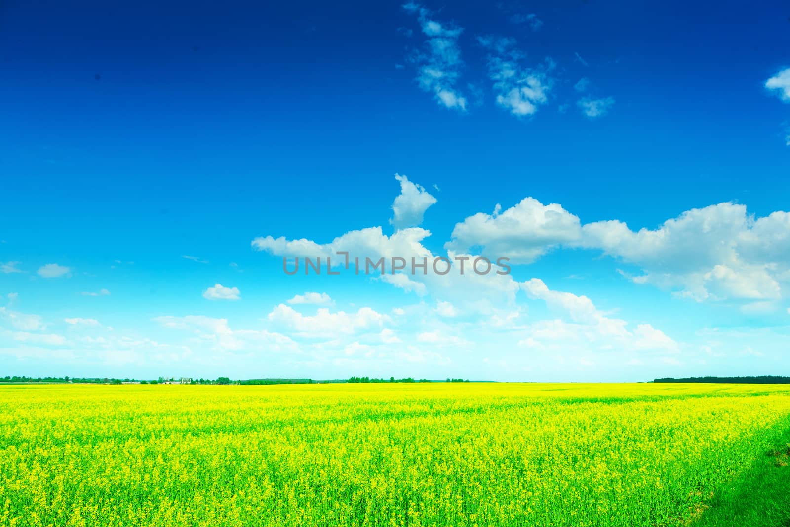 view on green field at summer