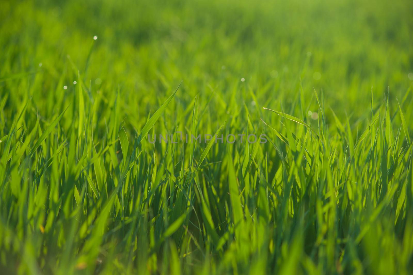 Close up of fresh thick grass with water drops in the early morning