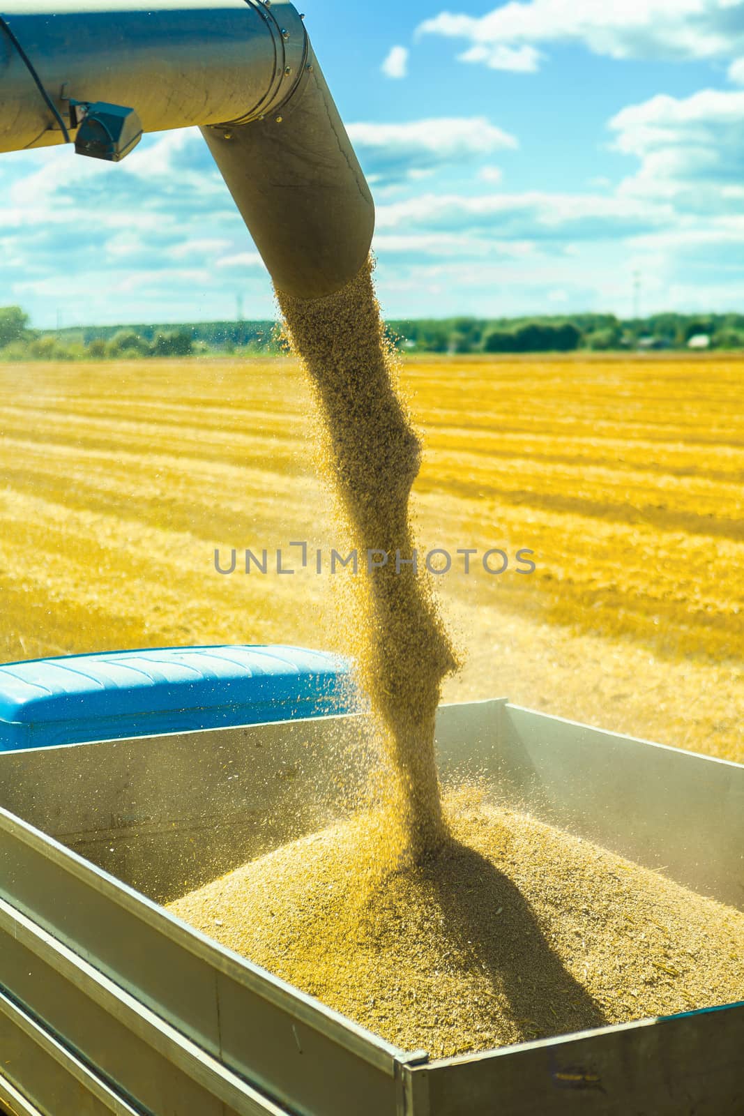 wheat harvesting by mihalec