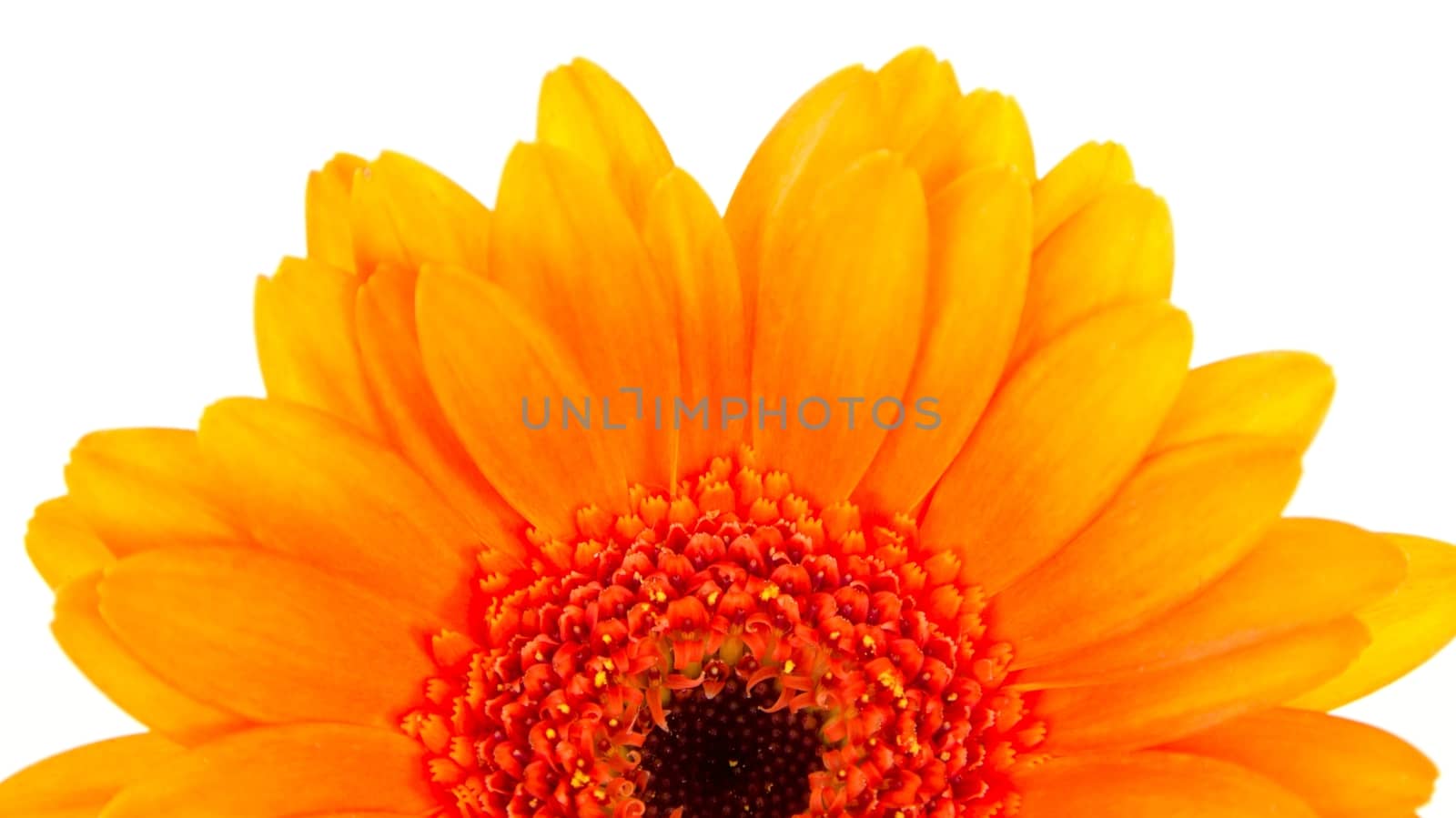 Single orange gerbera on white background by gwolters