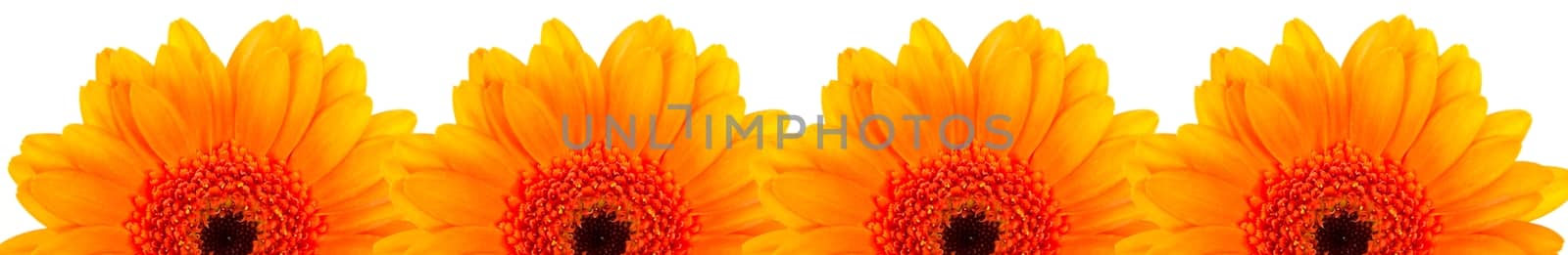 Four beautiful orange gerberas on white background by gwolters