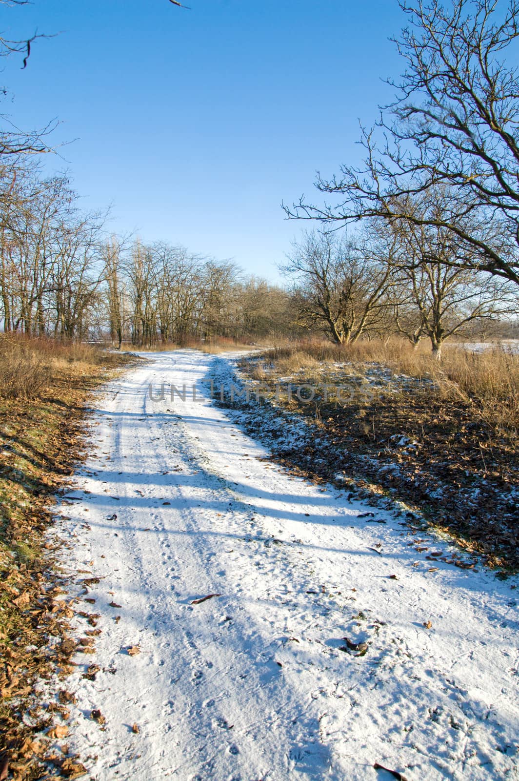 winter road through the wood by mycola