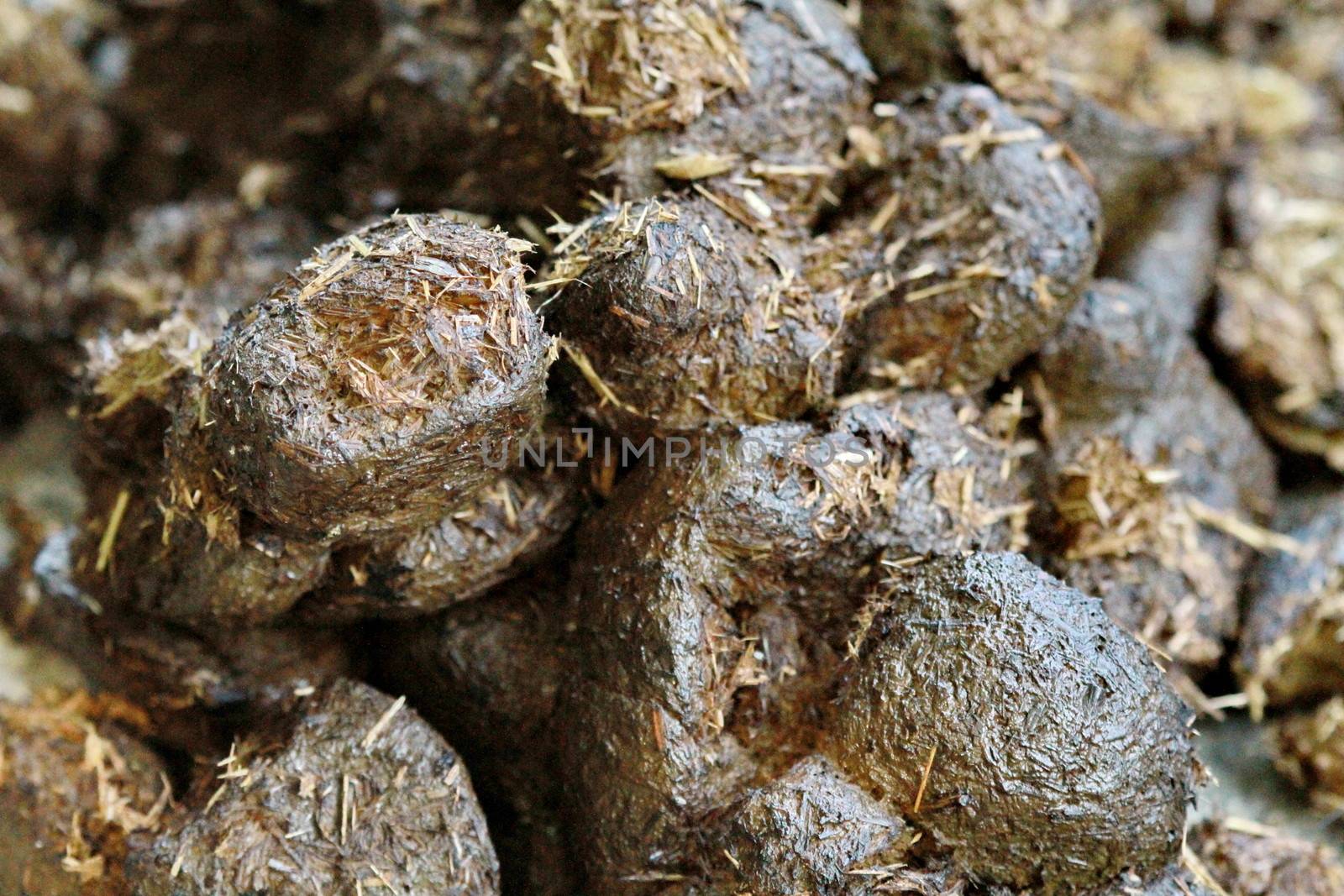 Horse dung