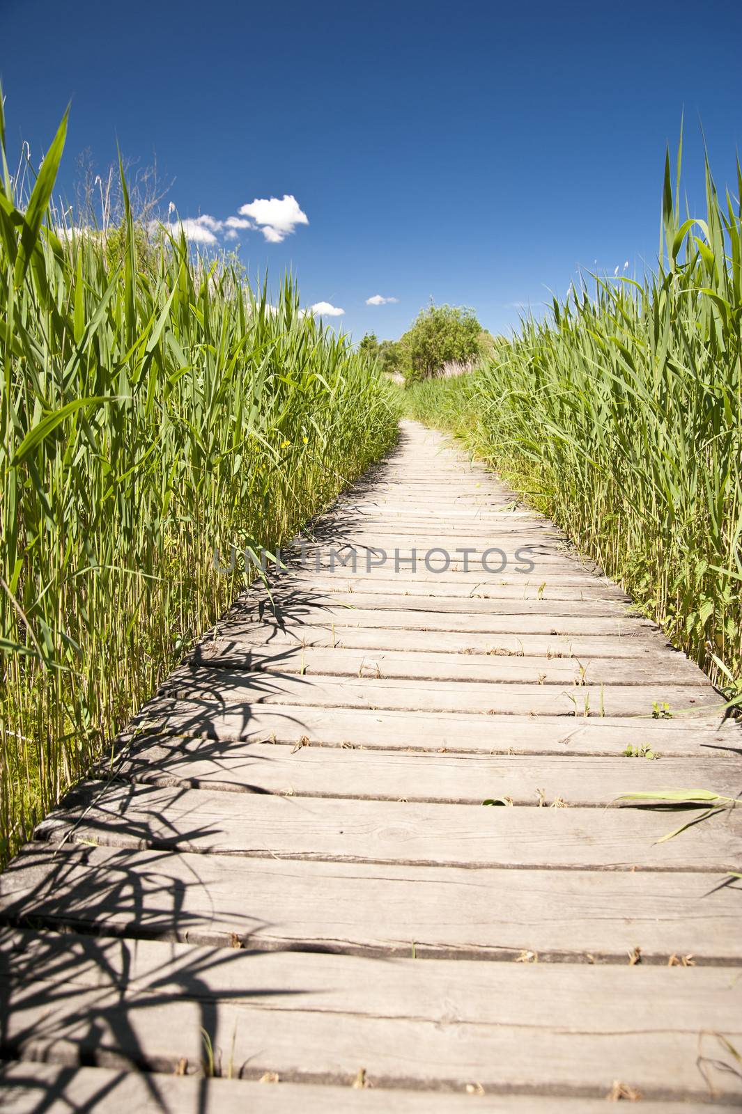 Wooden Path in natural Landscape