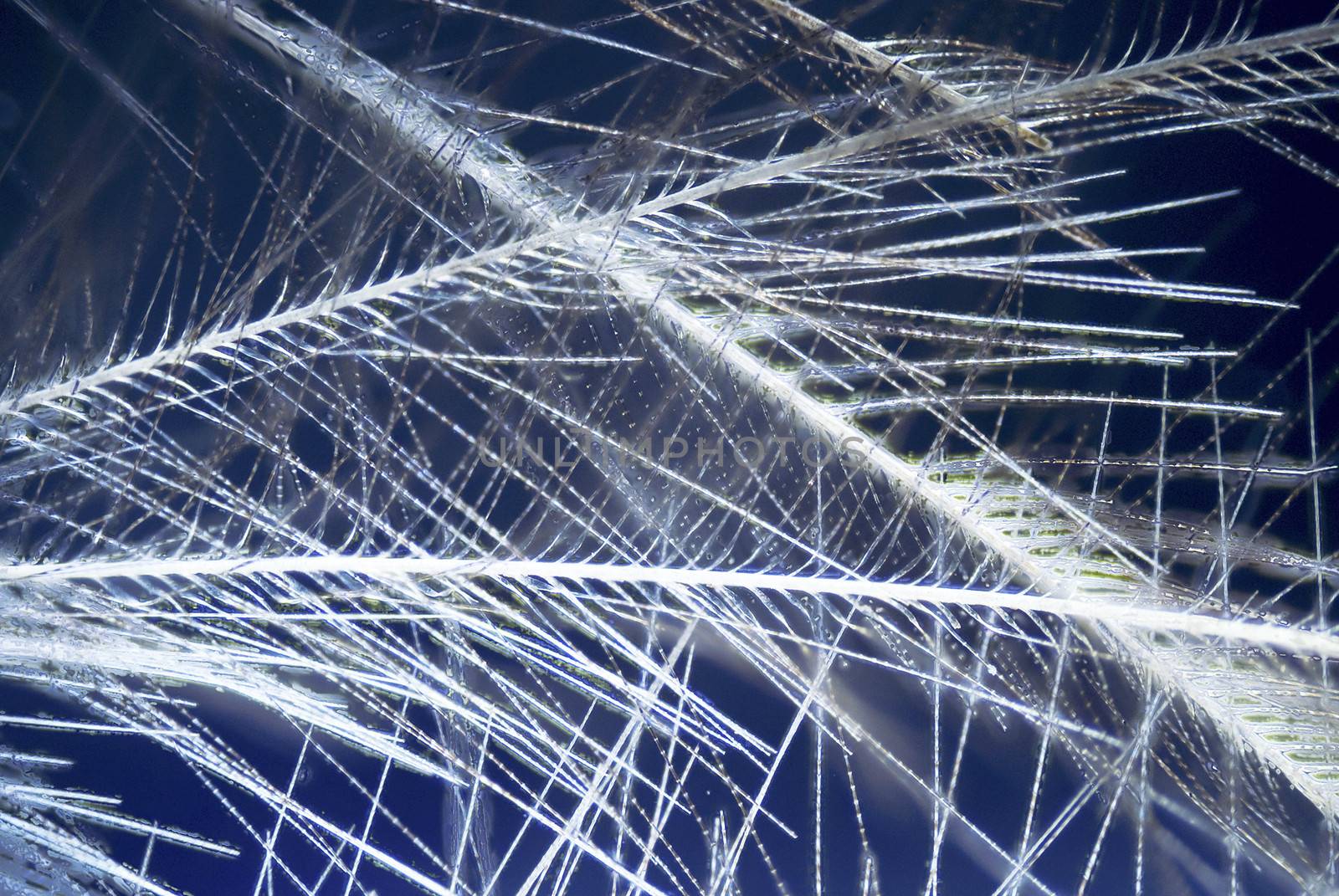 Microscopic Detail of a Feather