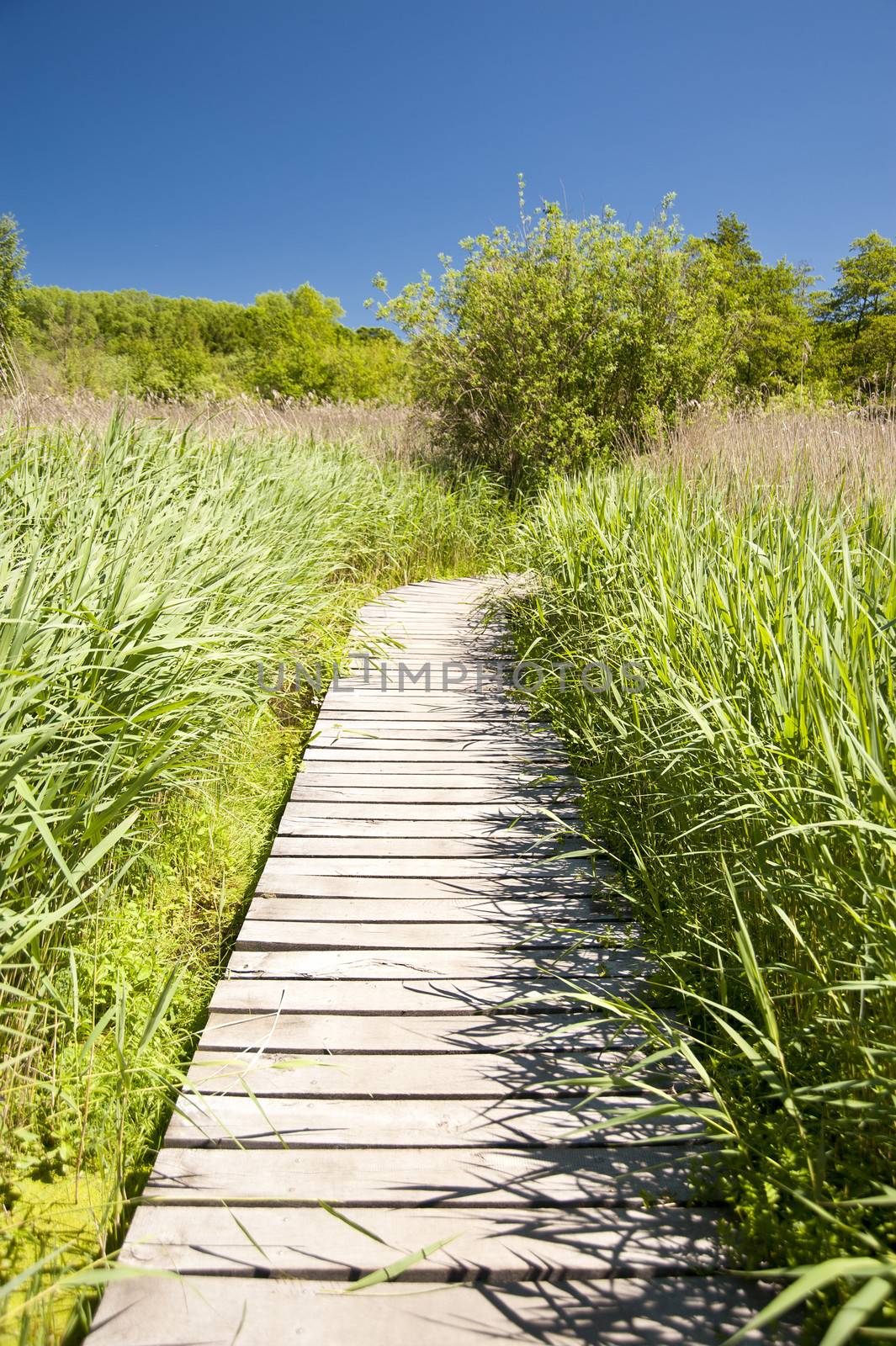 Wooden Path in natural Landscape