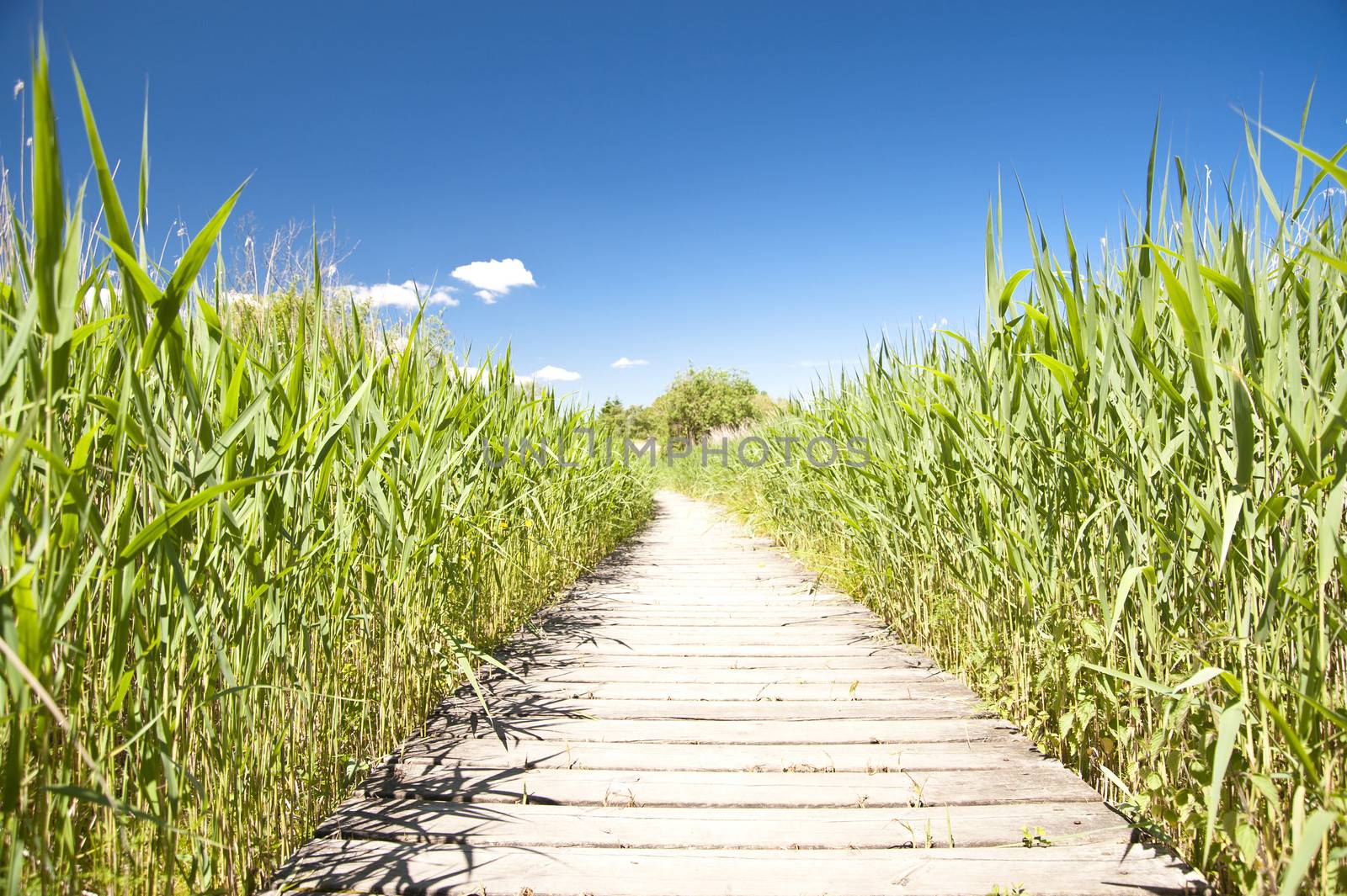 Wooden Path in natural Landscape