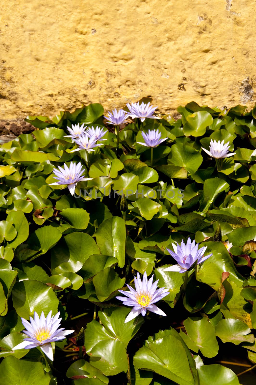 scene in portugal / island of madeira