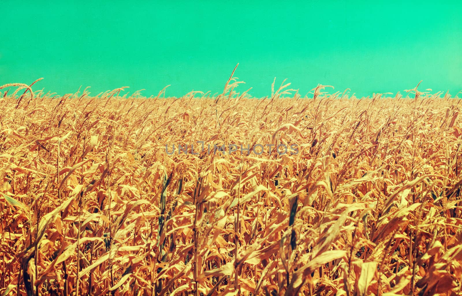 Drought Damaged Cornfield: Poorly developed cornstalks show the effects of prolonged hot, dry weather, retro colors, paper grain