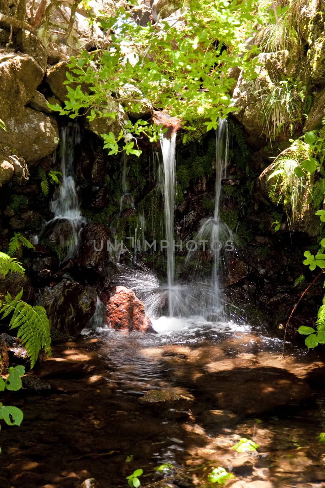 scene in portugal / island of madeira