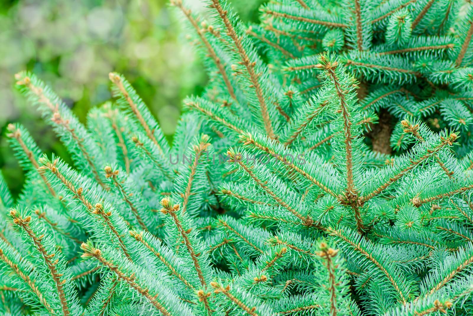 Silver, blue spruce pine, fir tree