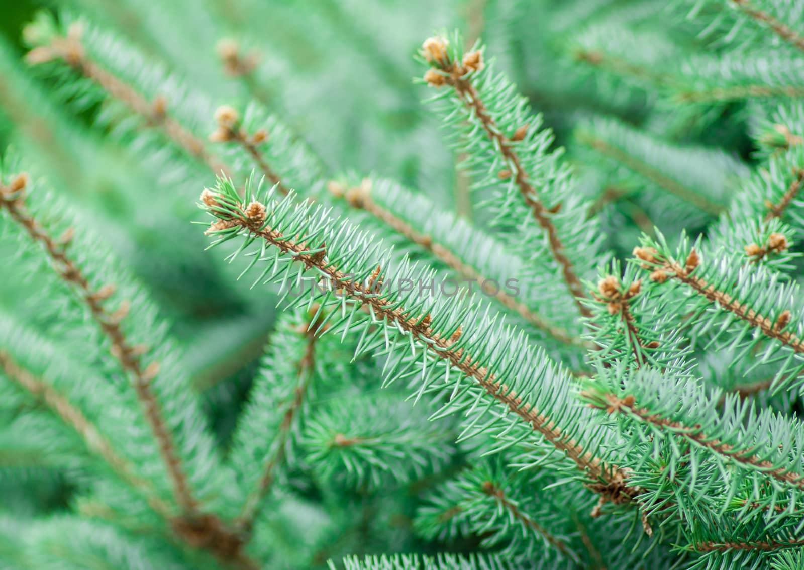 Silver, blue spruce pine, fir tree