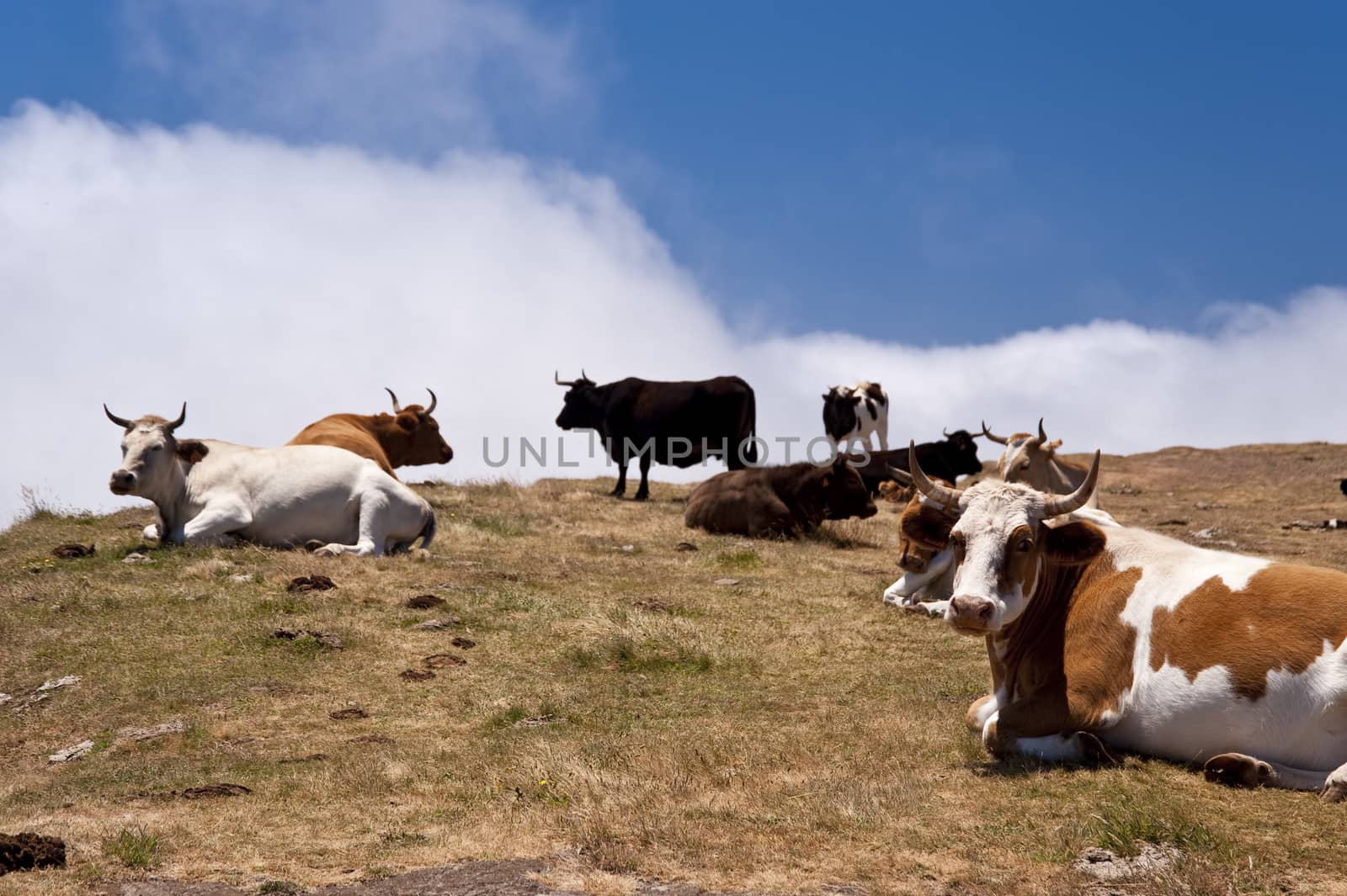 scene in portugal / island of madeira