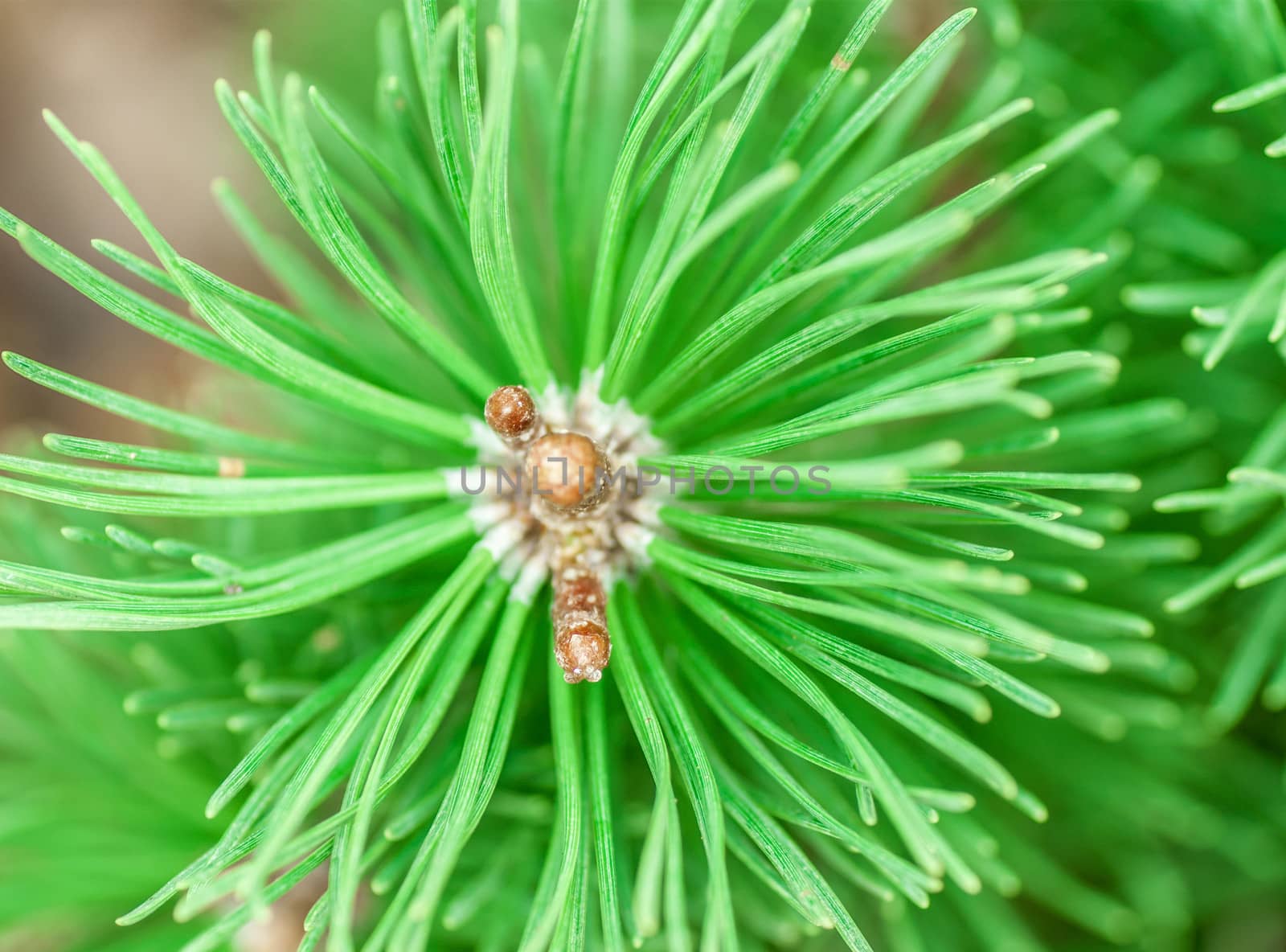 Pine Cone And Branches by Zhukow