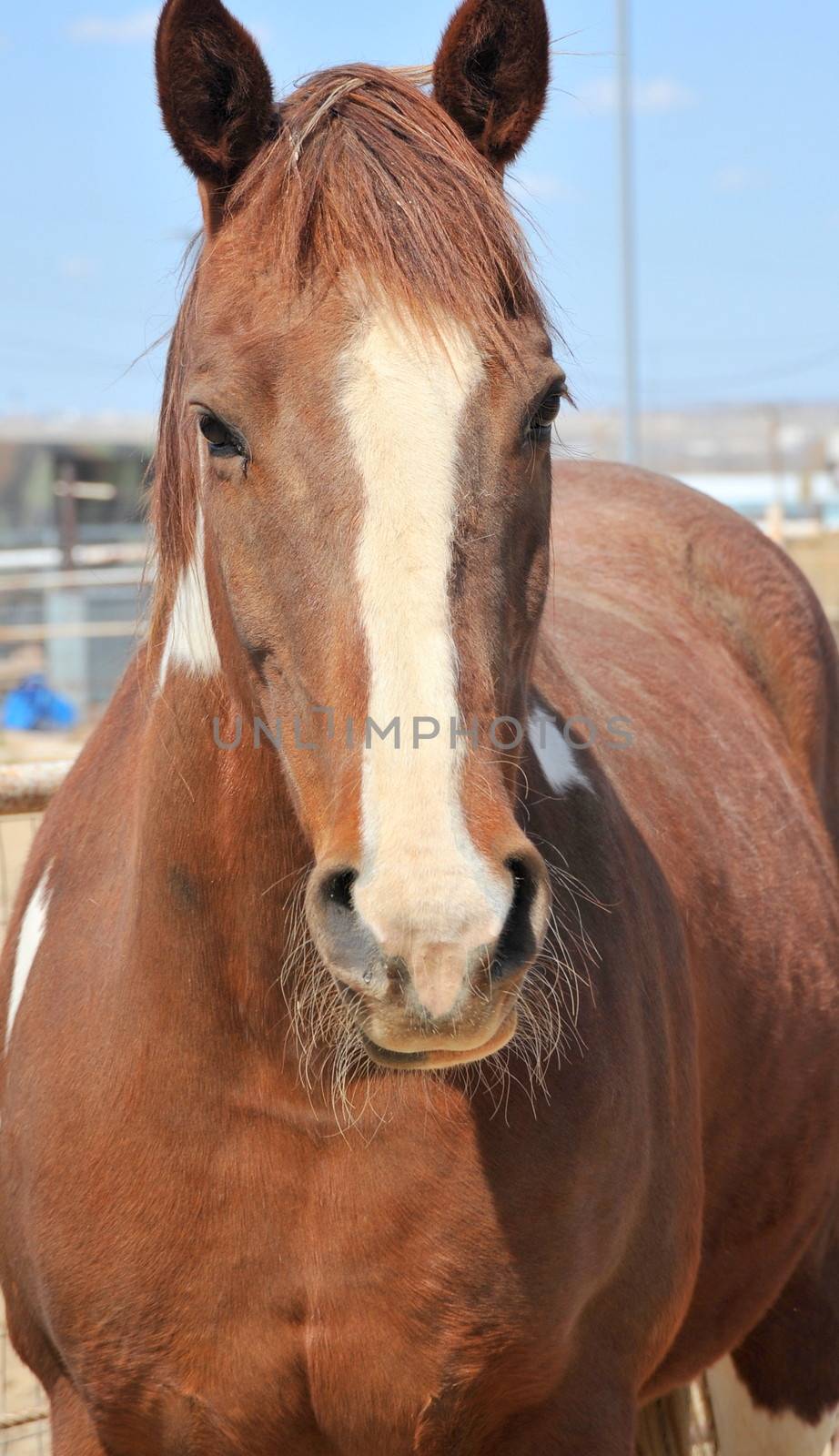 Horse in corral on the ranch.