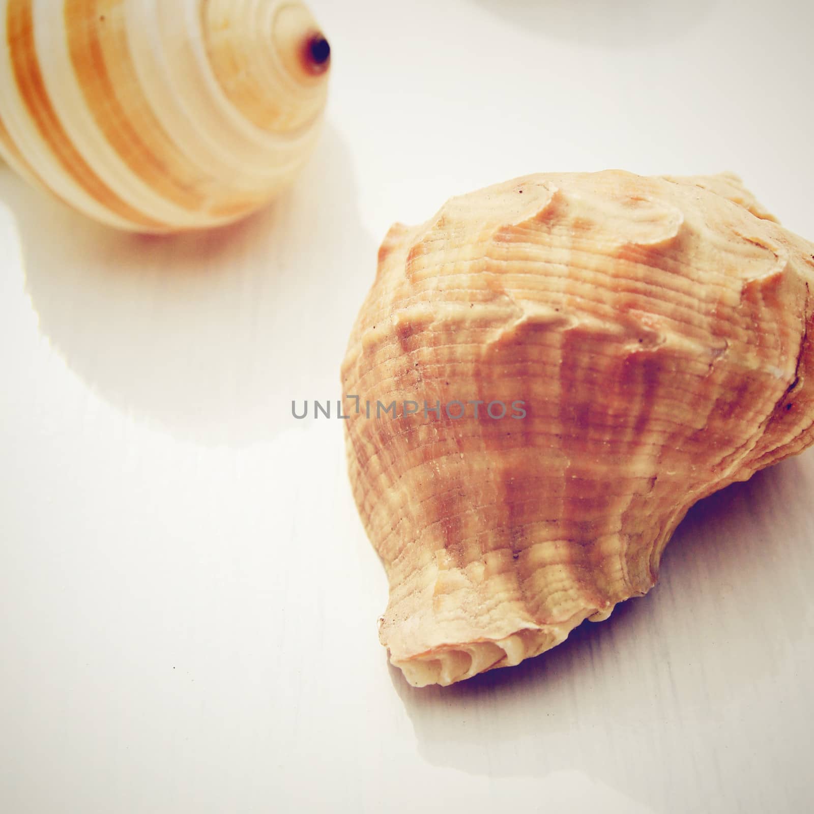sea shell with retro filter effect