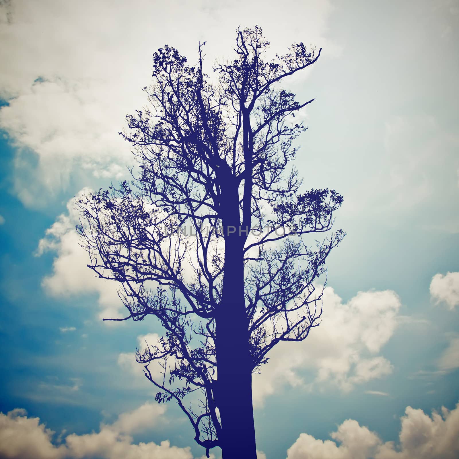 silhouette of the tree with blue sky with retro filter effect by nuchylee