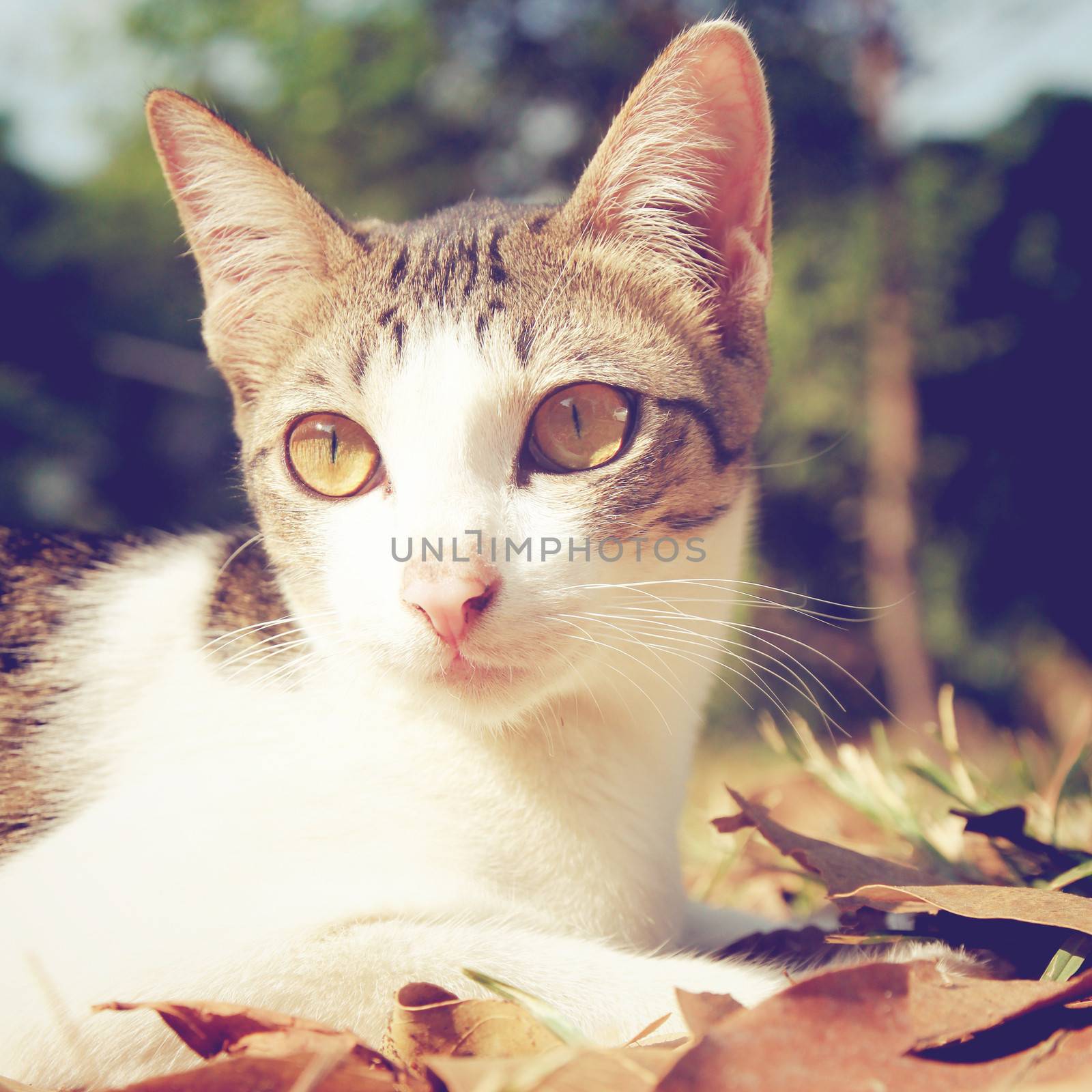 cute cat lying on grass in the garden with retro filter effect