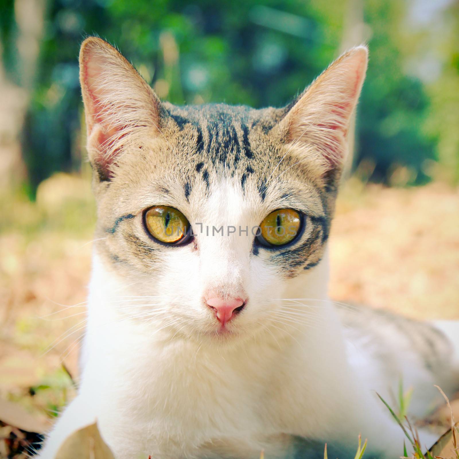 cute cat lying on grass in the garden with retro filter effect