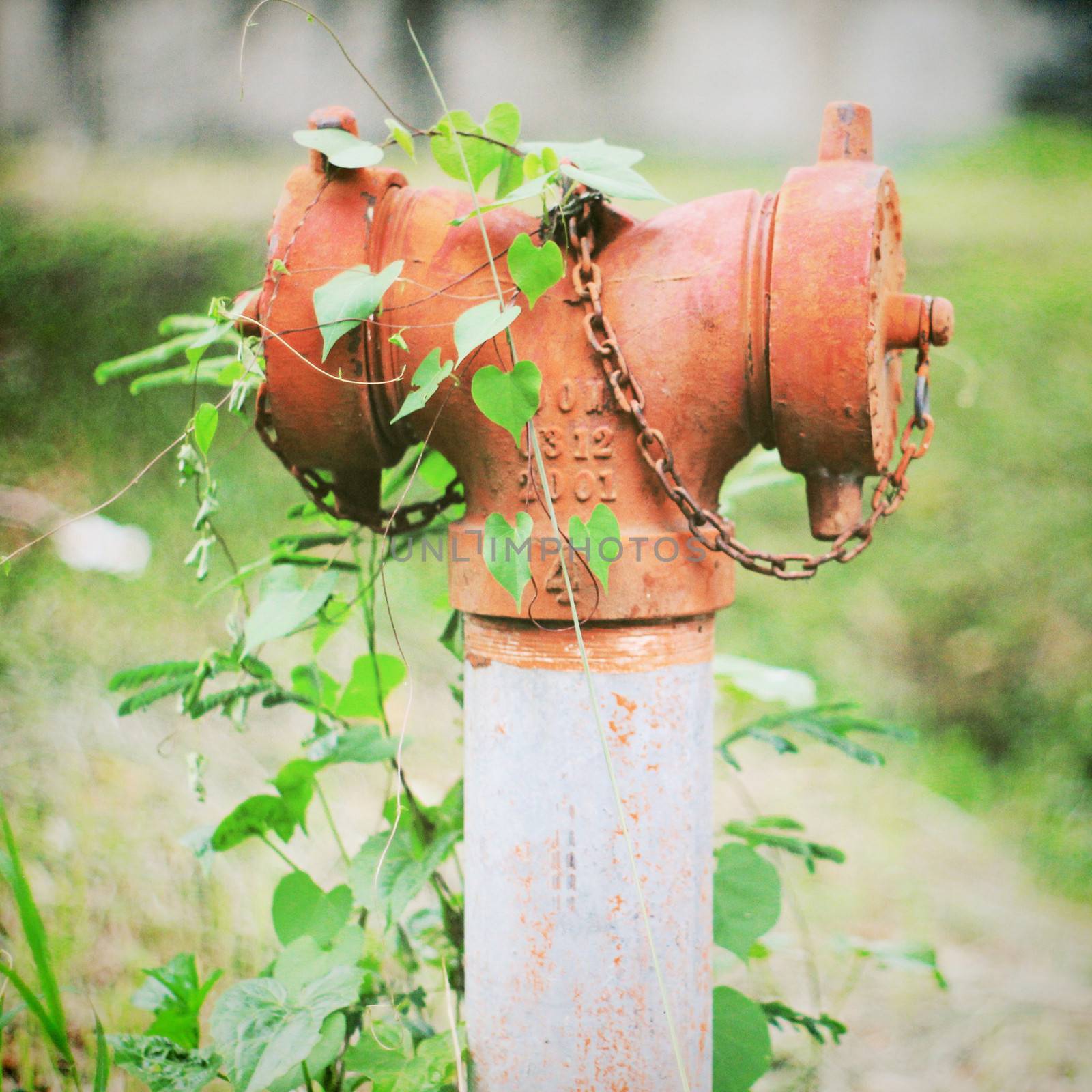 Old fire hydrant and ivy plant with retro filter effect by nuchylee