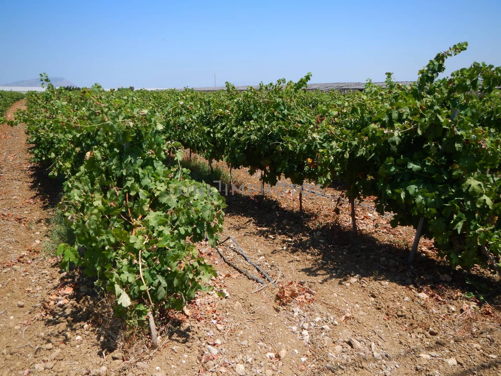 Rows of grape vines.
