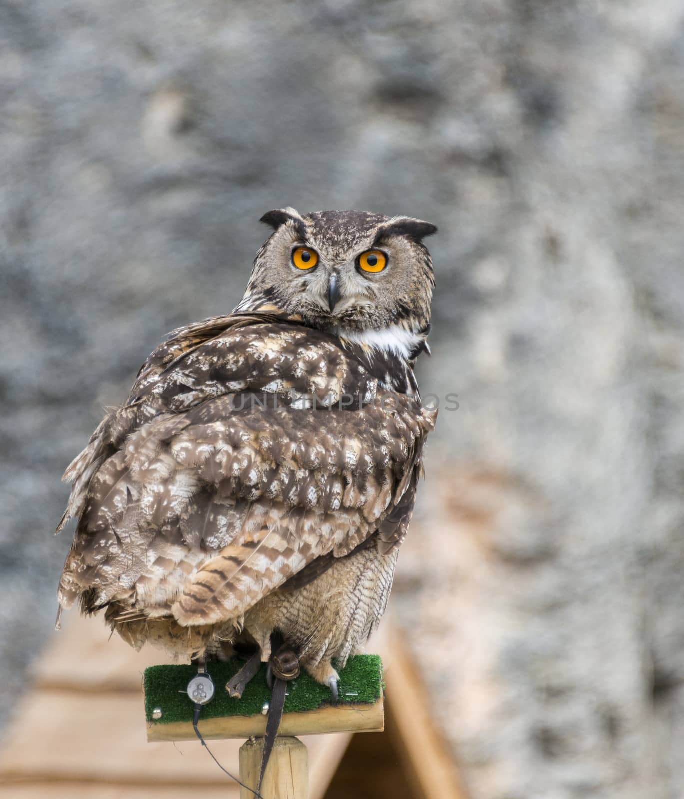 owl with orange eyes by compuinfoto