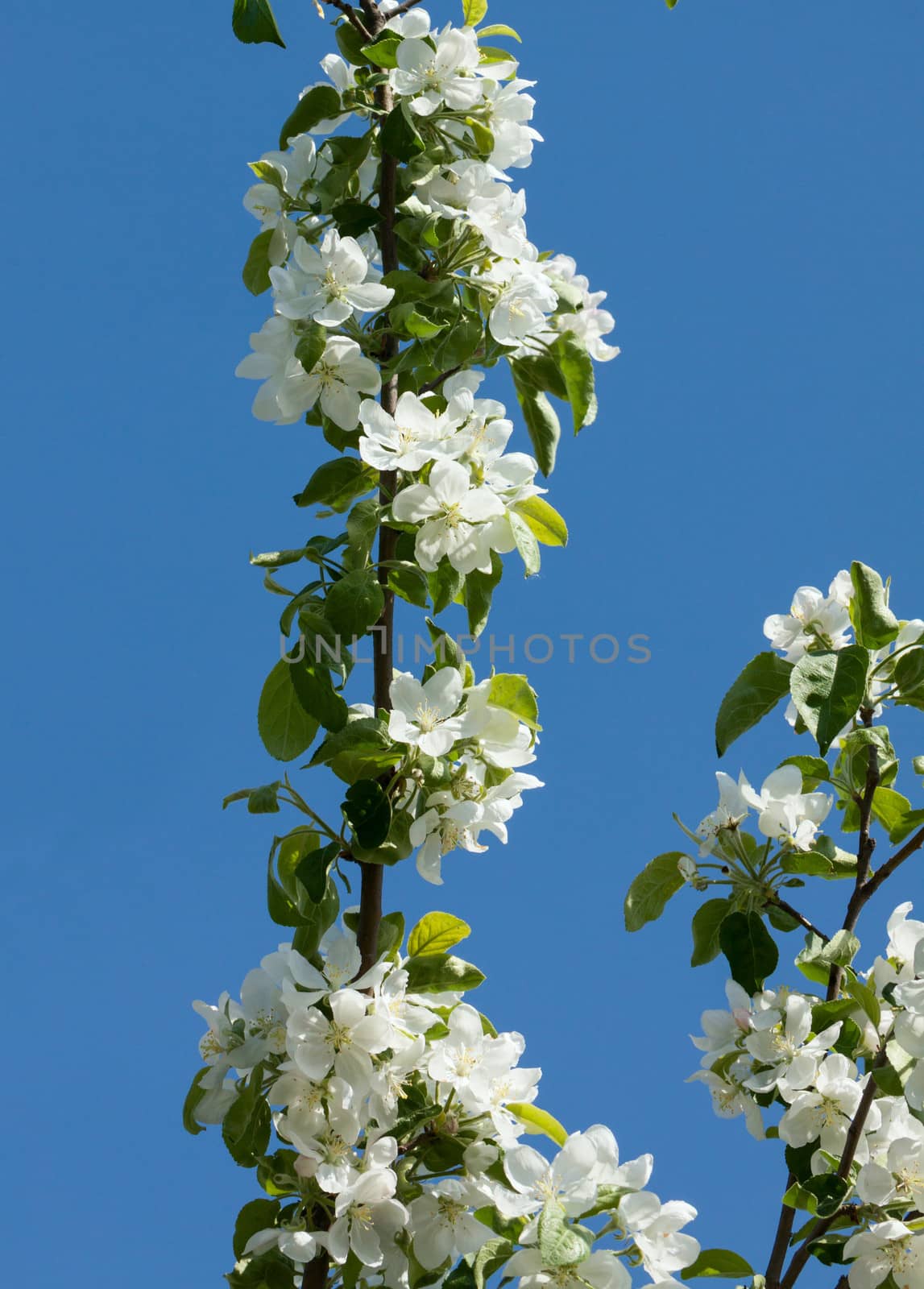 Apple blossom by vtorous