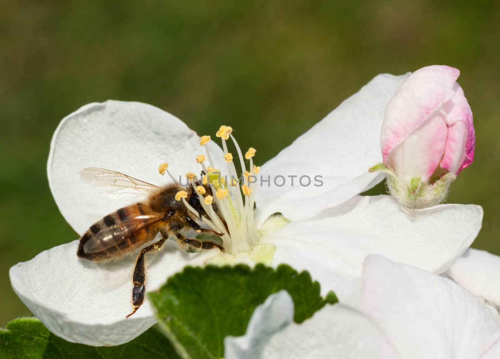 Apple blossom and bee.