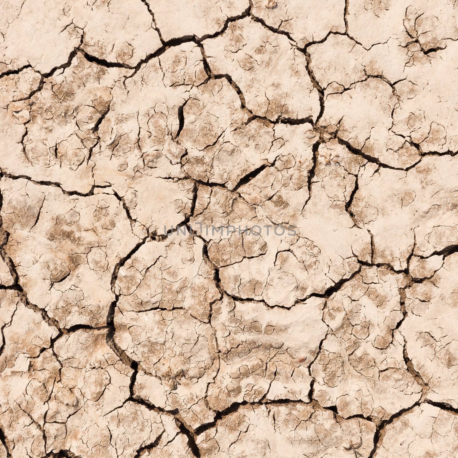 texture of dry cracked earth background .