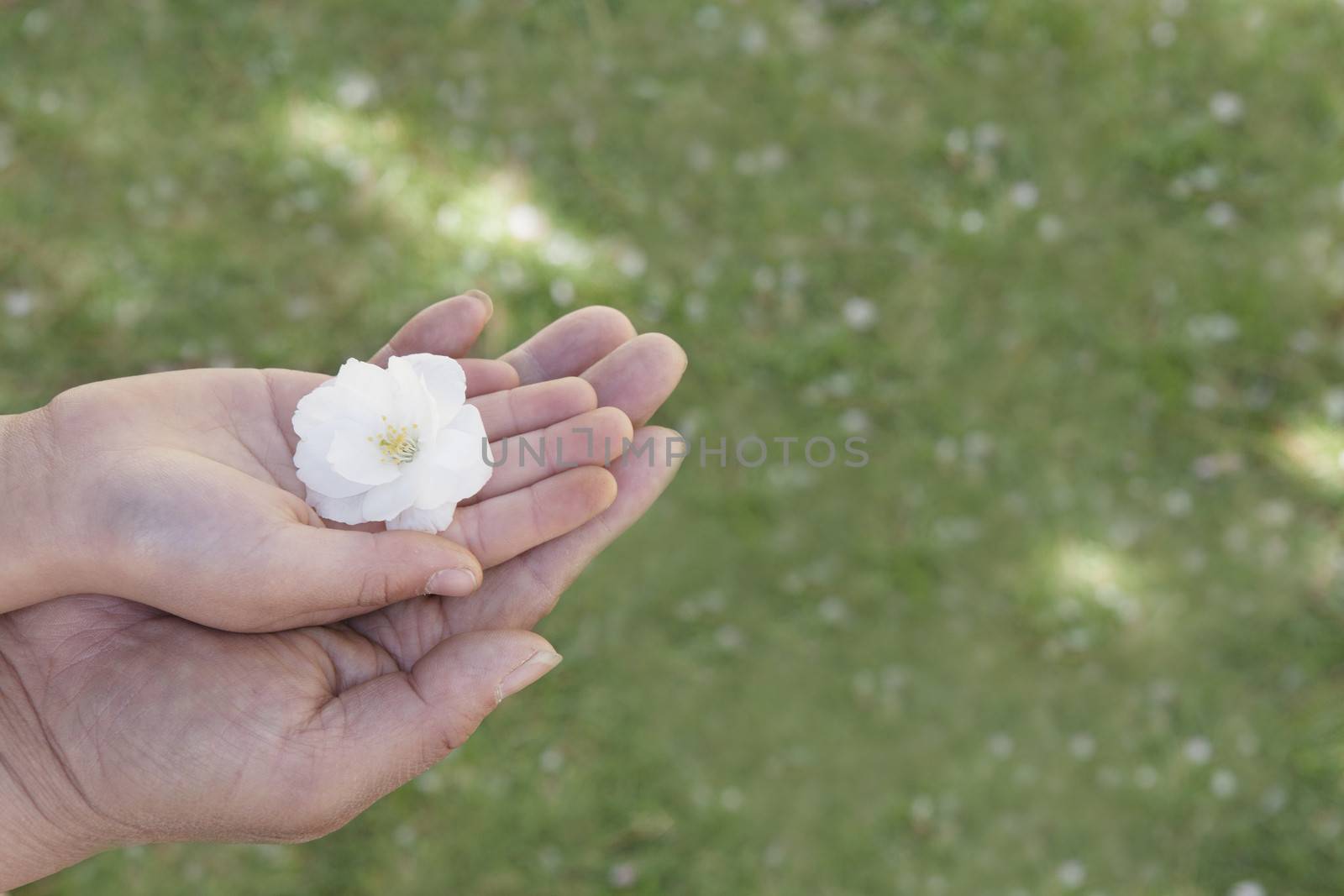 Close-up of a little girls hand and her fathers hand on top of each other holding a cherry blossom 