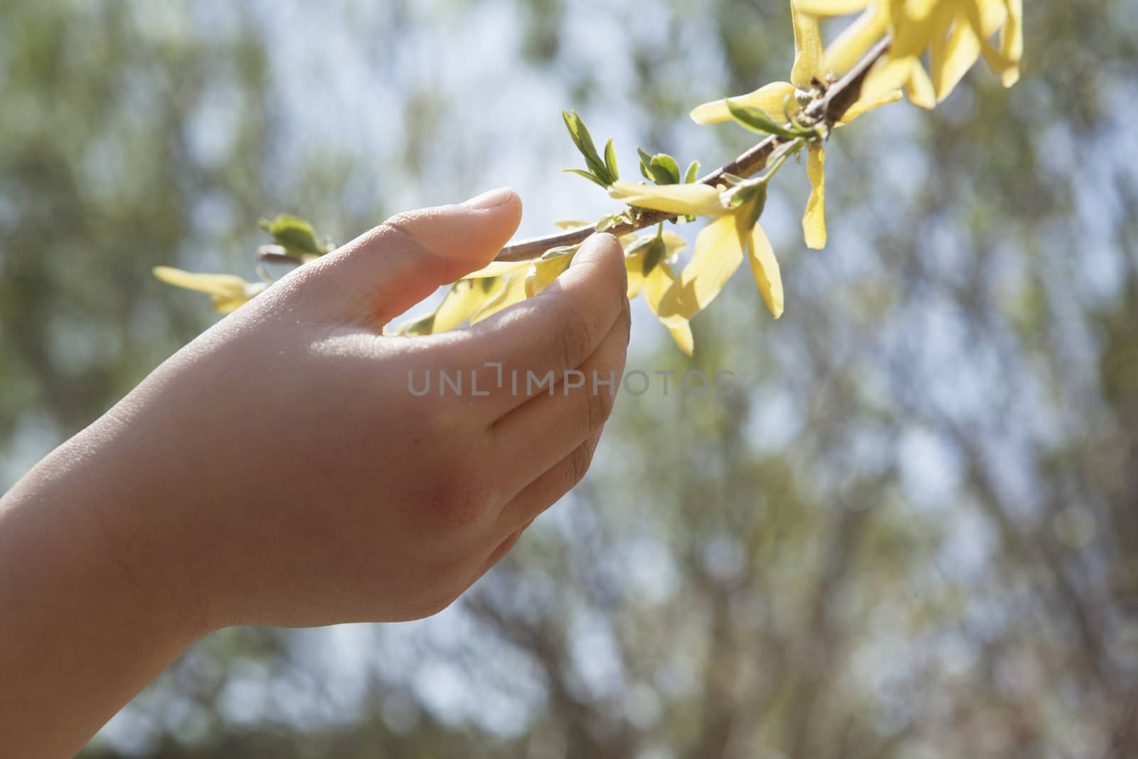 Close up of little girls hand touching a yellow blossom on a tree, outdoors in the park in springtime by XiXinXing