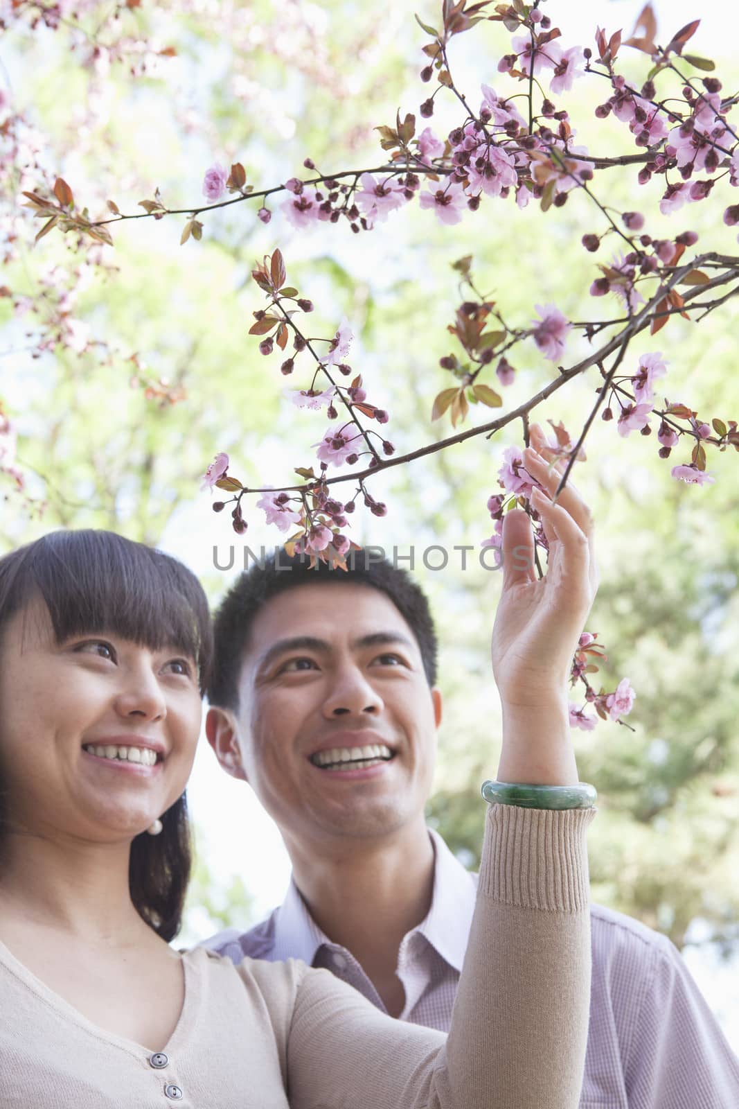 Smiling couple looking up and touching a branch with cherry blossoms, outside in a park in the springtime by XiXinXing