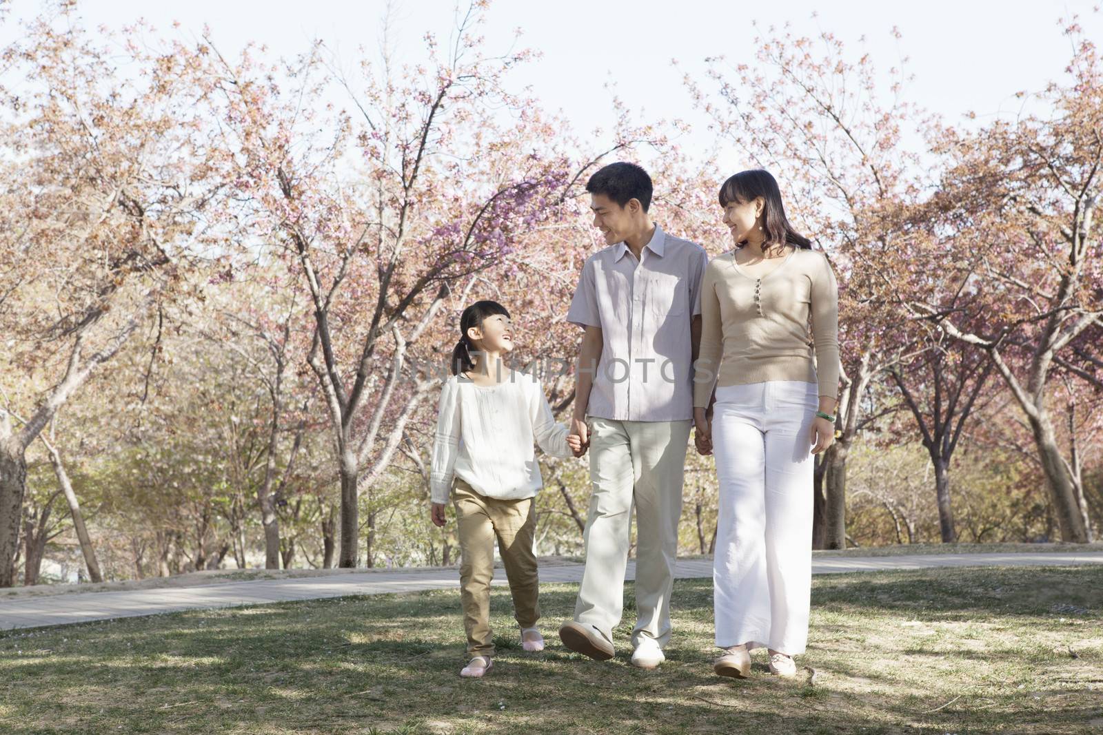 Happy family taking a walk amongst the cherry trees in a park in springtime, Beijing