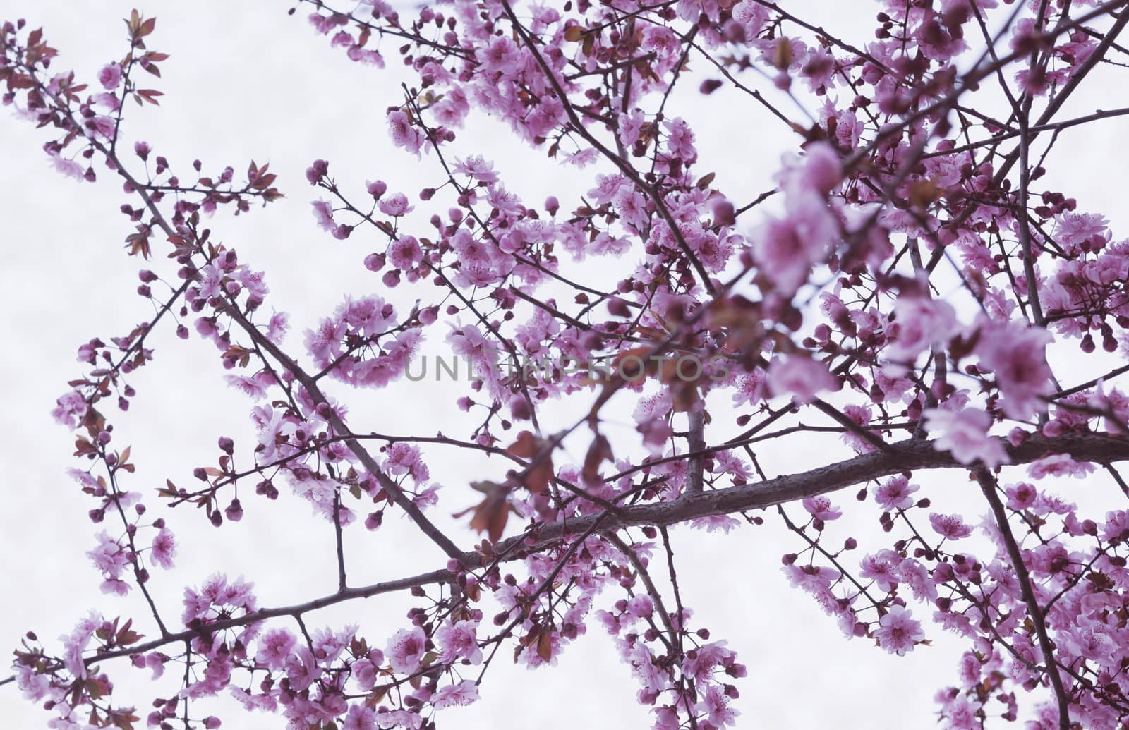 Cherry blossom tree and branches against the sky, outdoors, Beijing by XiXinXing
