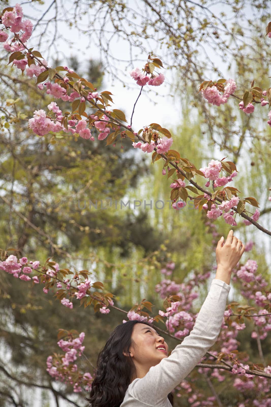 Happy young woman reaching up to touch a flower blossom outdoors in the park in springtime