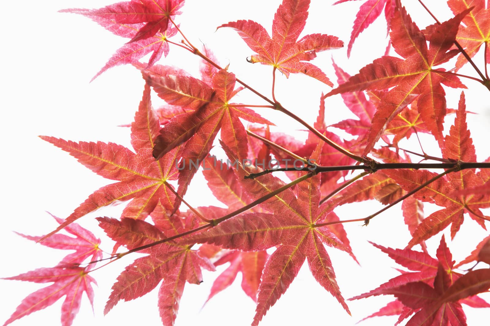 Close-up of red maple leaves. 