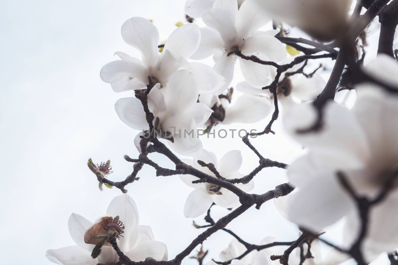 Close-up of white Magnolia tree blossoms.  by XiXinXing