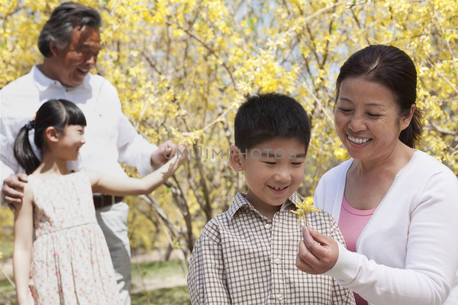 Happy, smiling grandparents and grandchildren in the park in springtime looking at flower blossoms by XiXinXing