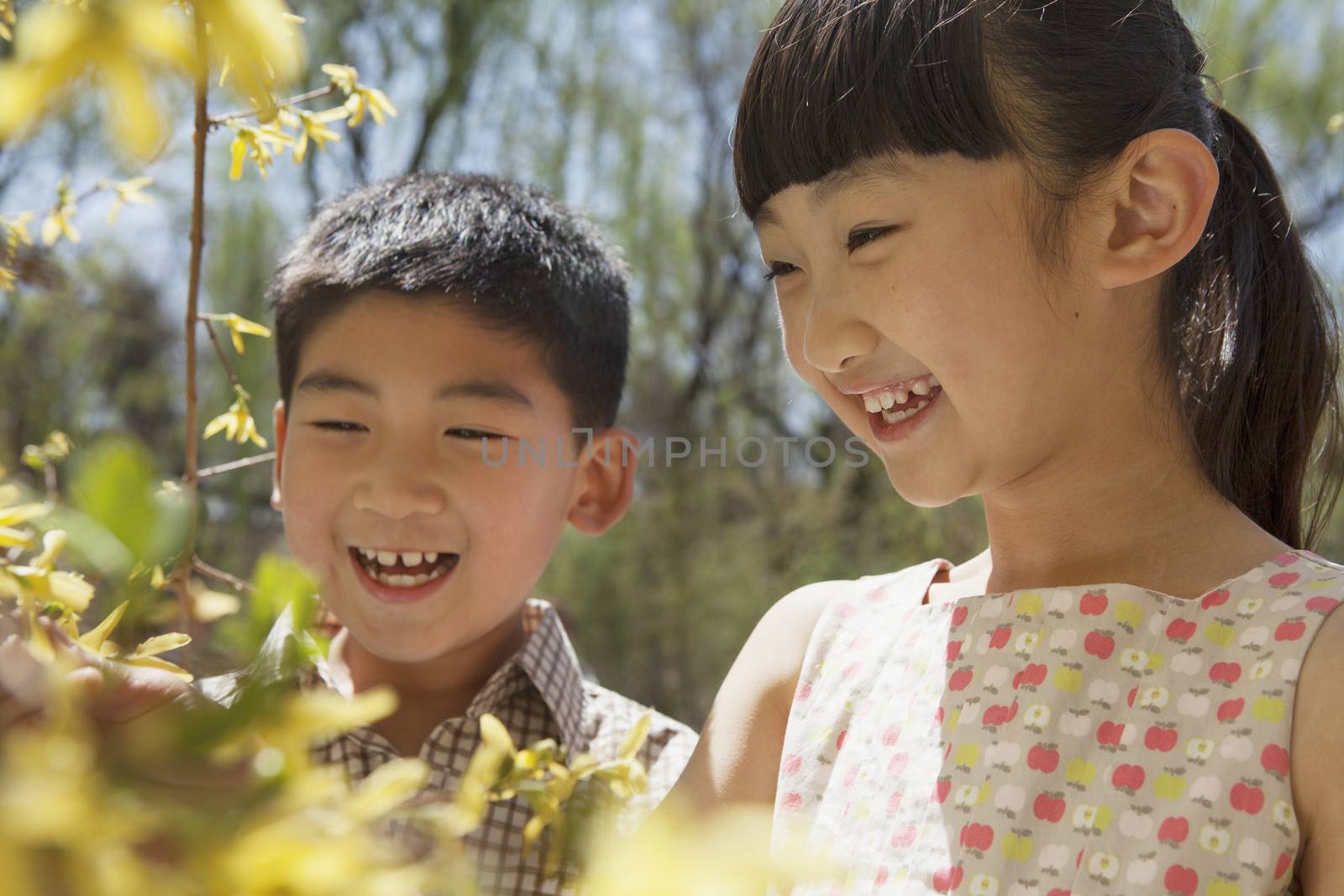 Smiling young boy and girl looking at the yellow blossoms on the tree in the park in springtime by XiXinXing