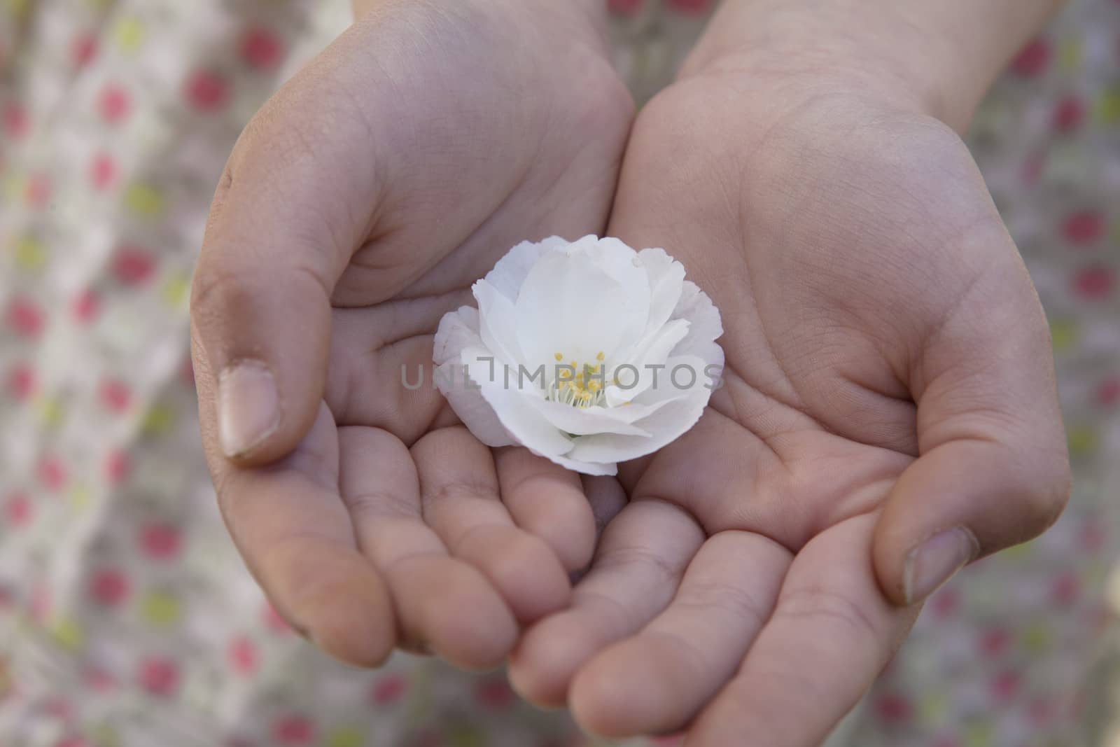 Close-up of little girls hands cupped together and holding a cherry blossom  by XiXinXing