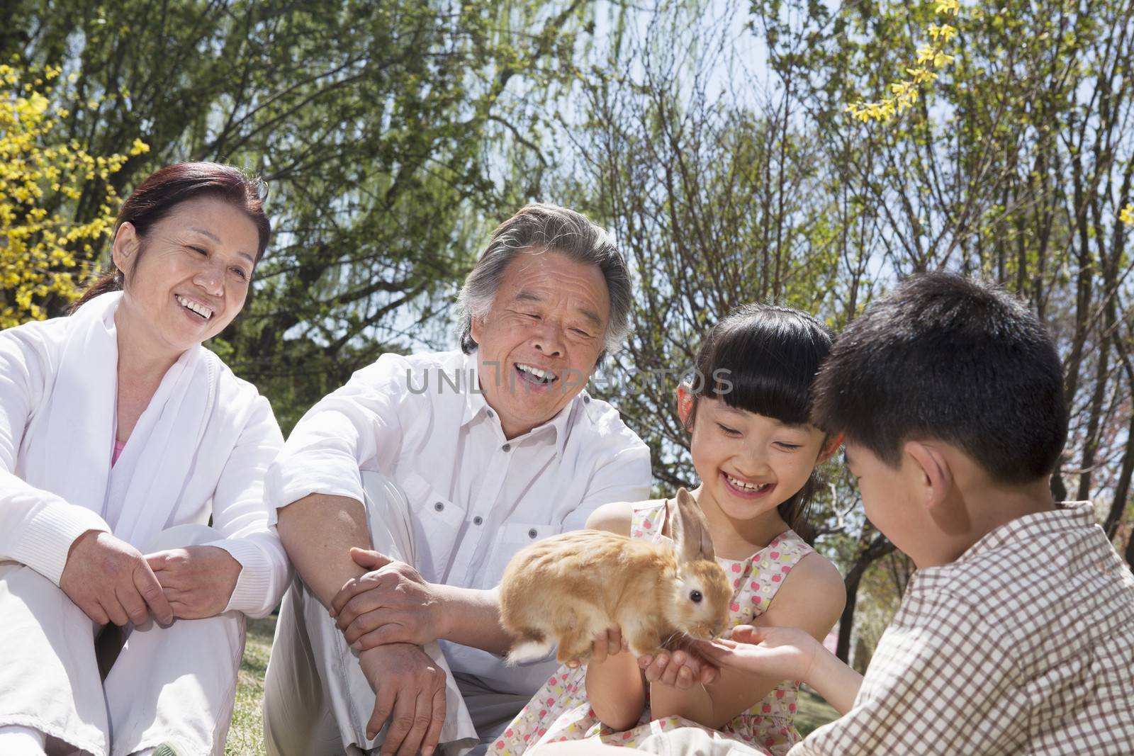 Grandparents with their grandchildren and their pet rabbit sitting in the park in springtime