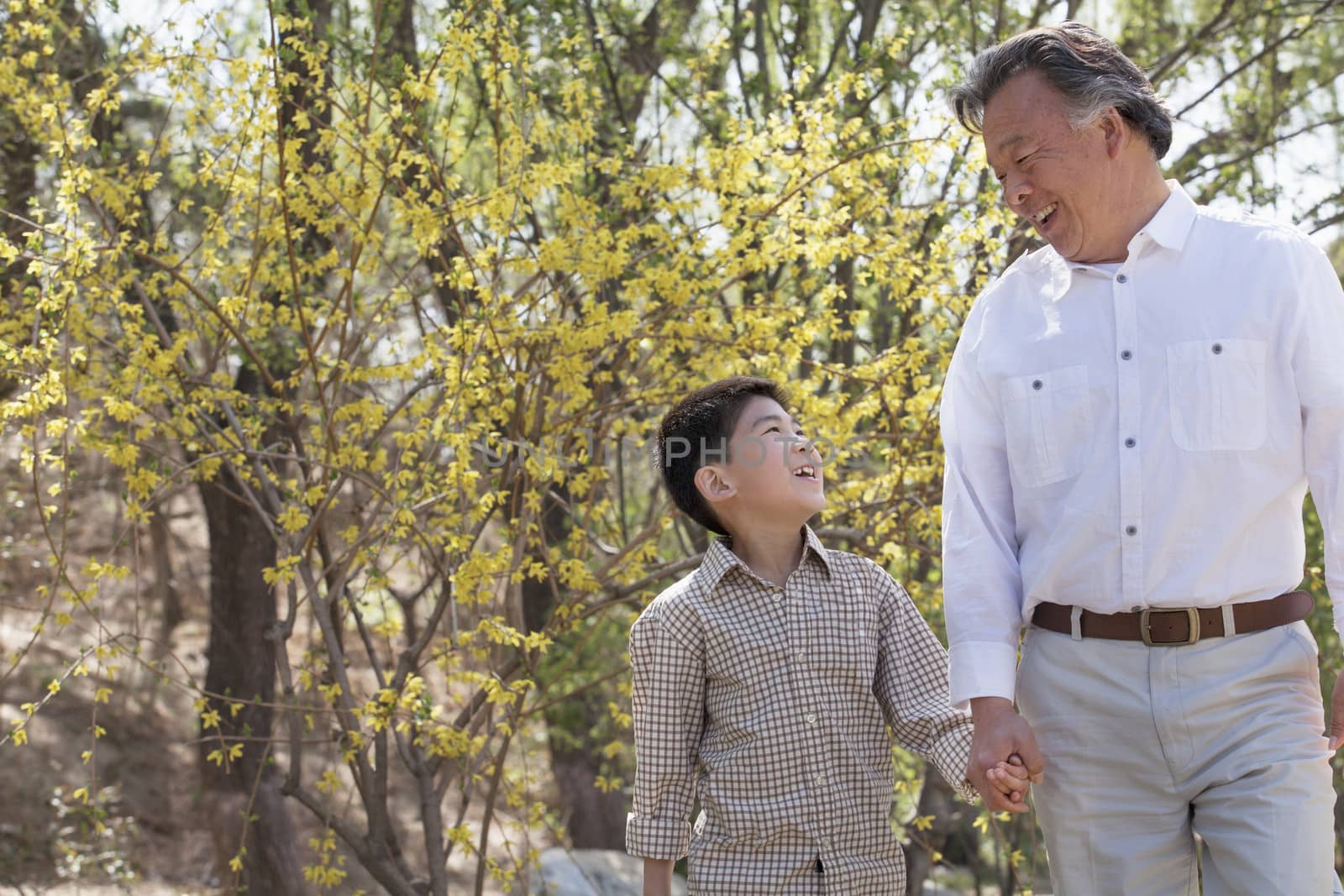 Smiling grandfather and grandson holding hands and going for a walk in the park in springtime by XiXinXing