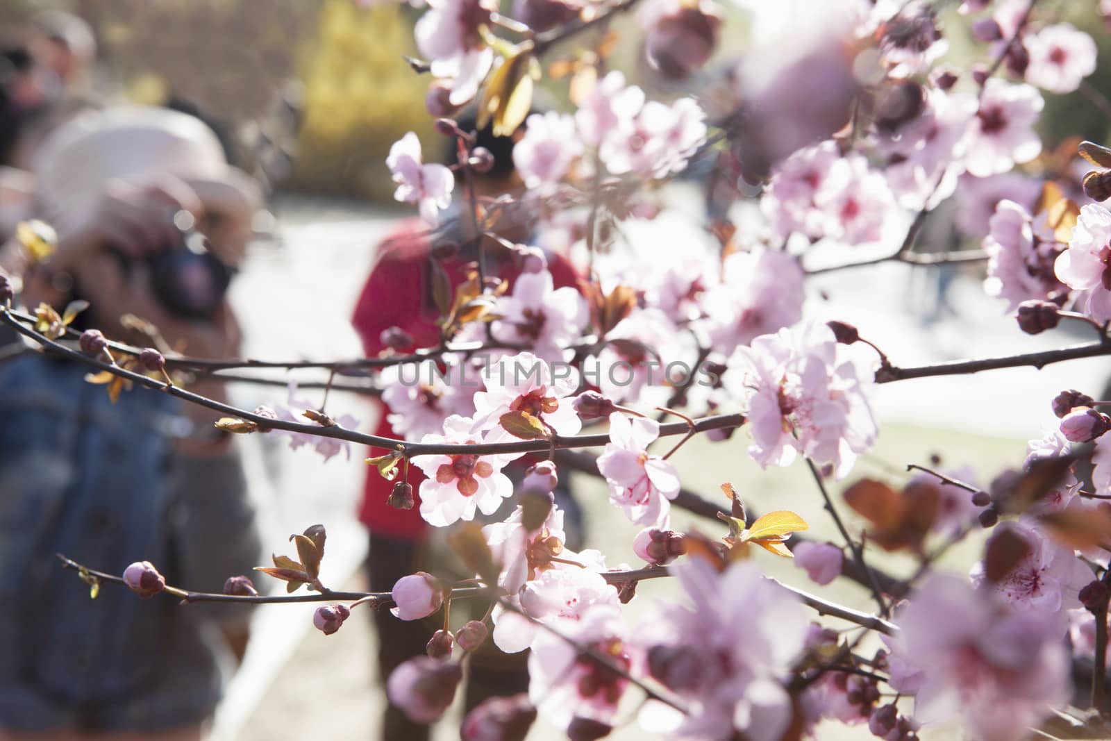Close up of cherry blossoms on a branch with people taking photographs of them in the background, springtime, Beijing by XiXinXing
