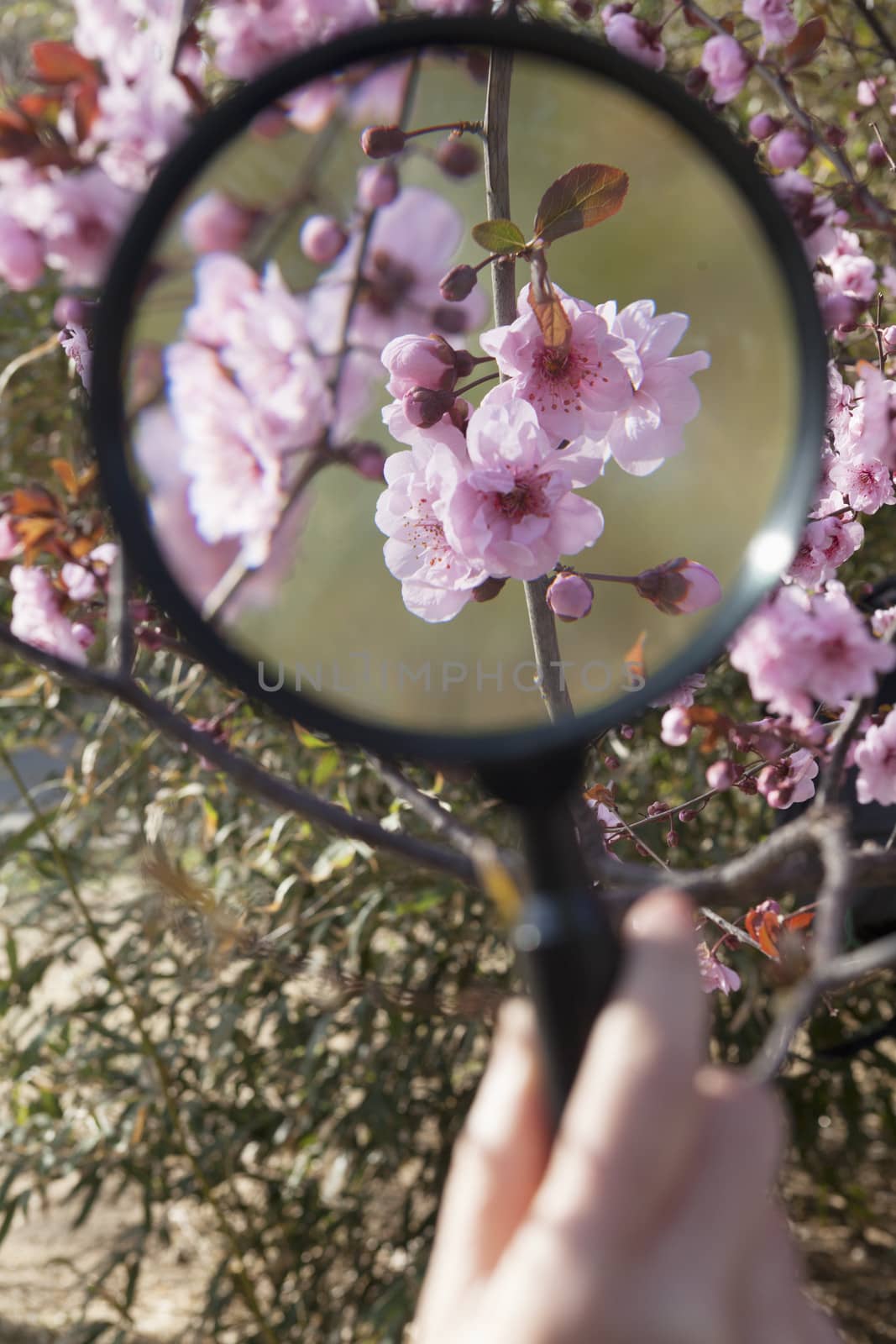 Close up of young boys hand holding a magnifying glass over a cherry blossom in the park in springtime by XiXinXing