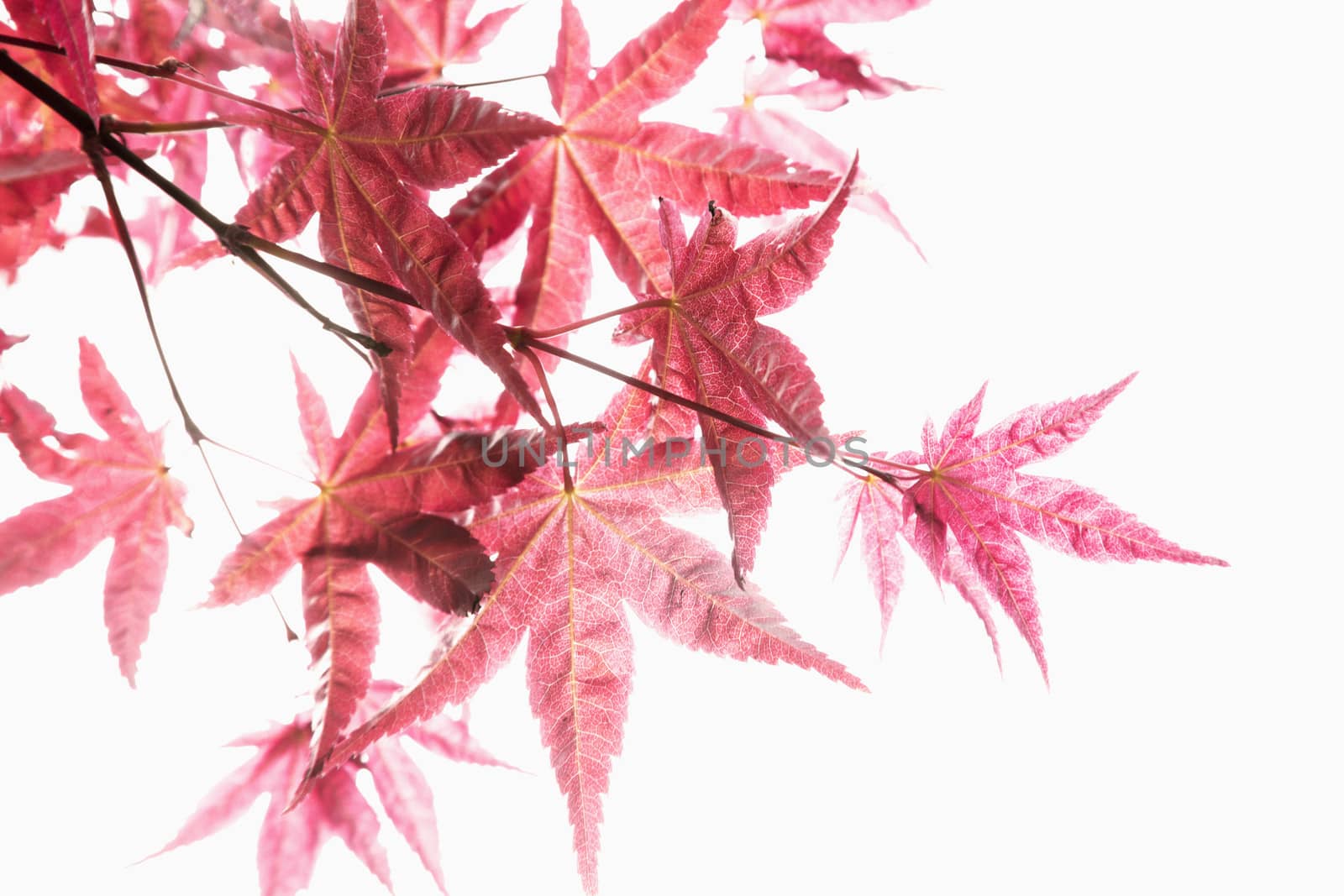 Close-up of red maple leaves.  by XiXinXing