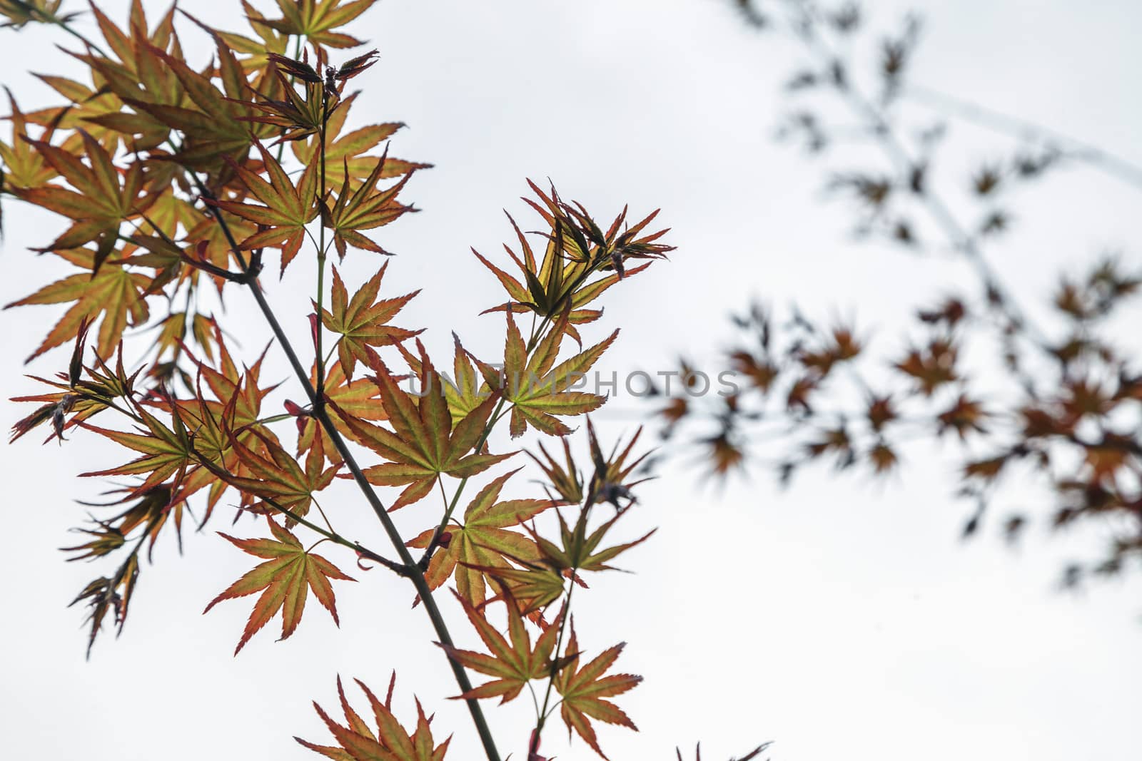 Close-up of maple leaves.  by XiXinXing