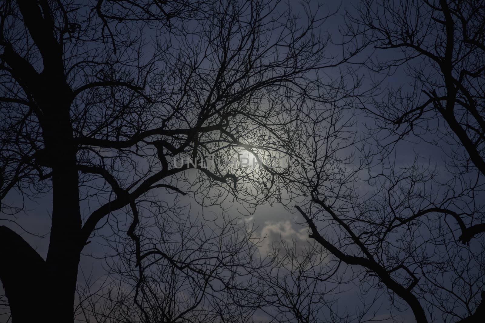 Silhouette of trees in the moonlight.  by XiXinXing