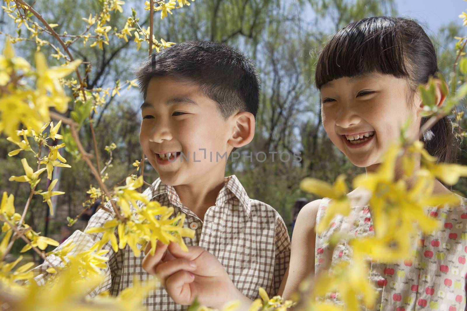 Smiling young boy and girl looking at the yellow blossoms on the tree in the park in springtime