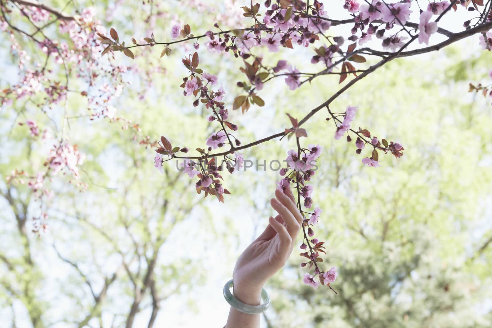 Close up of woman's hand touching a branch with pink cherry blossoms in a park in the springtime by XiXinXing