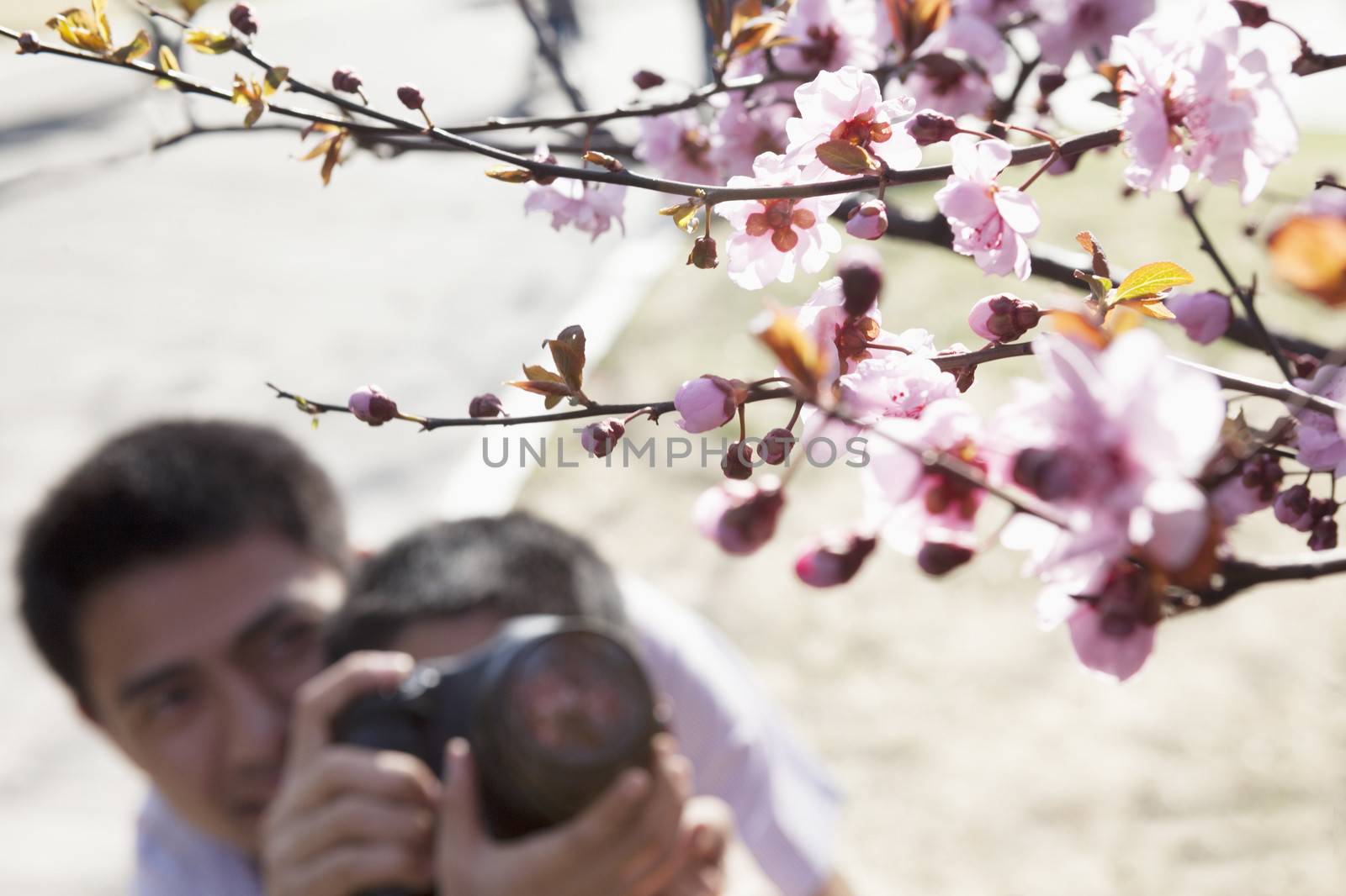 Father helping his son take photographs of the cherry blossoms on the branch, springtime, Beijing by XiXinXing